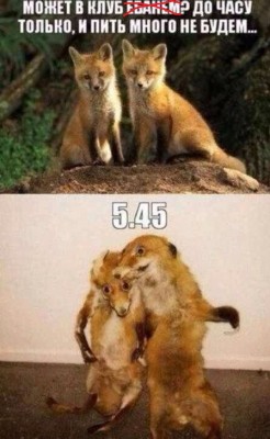 foxs.jpg