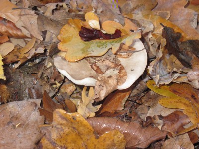 IMG_3434.JPG