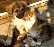 3.gif